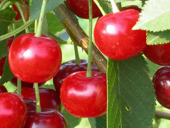 Wiśnia karłowa 'Prunus fruticosa' Szklanka Z Donicy - zdjęcie główne
