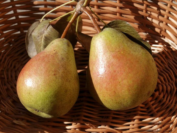 Grusza karłowa 'Pyrus communis' Bera Hardy Z Donicy - zdjęcie główne