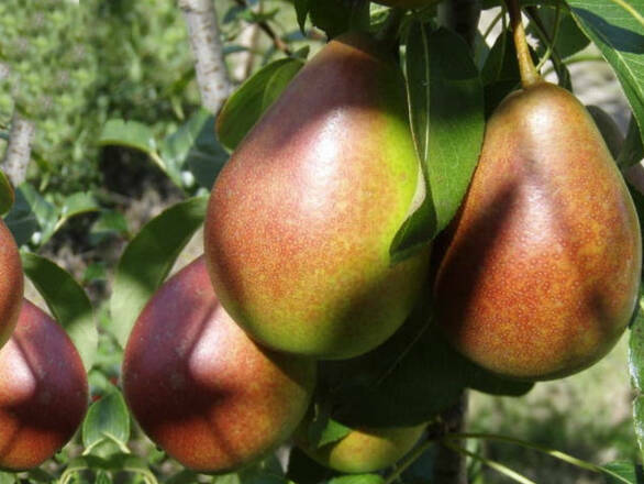  Grusza karłowa 'Pyrus communis' Bonkreta Red Z Donicy - zdjęcie główne