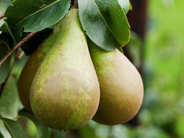  Grusza karłowa 'Pyrus communis' Bonkreta Williamsa Z Donicy - zdjęcie główne