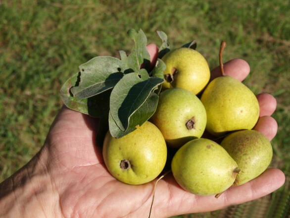  Grusza karłowa 'Pyrus communis' Lipcówka Z Donicy - zdjęcie główne