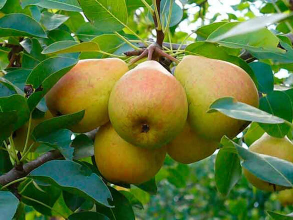  Grusza karłowa 'Pyrus communis' Generał Leclerc Z Donicy - zdjęcie główne