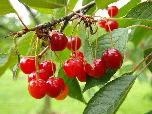 Wiśnia karłowa 'Prunus fruticosa' Dradem - zdjęcie główne
