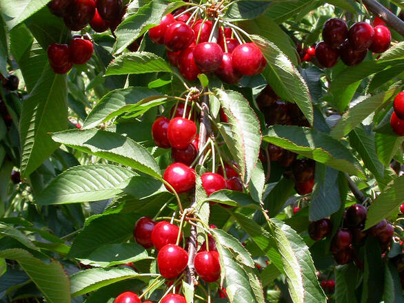 Wiśnia karłowa 'Prunus fruticosa' Łutówka - zdjęcie główne