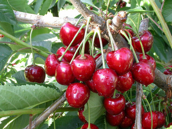 Wiśnia karłowa 'Prunus fruticosa' Nadwiślamki - zdjęcie główne