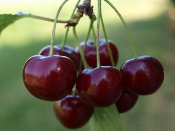  Czereśnia karłowa 'prunus avium' Karesowa Z Donicy - zdjęcie główne