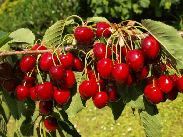  Czereśnia karłowa 'prunus avium' Napoleon Z Donicy - zdjęcie główne