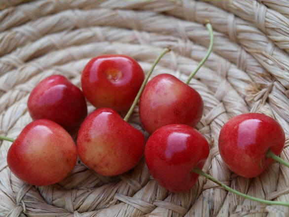  Czereśnia karłowa 'prunus avium' Pola Z Donicy - zdjęcie główne