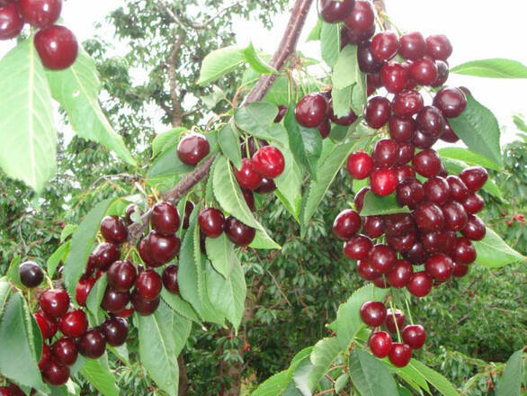  Czereśnia karłowa 'prunus avium' Summit Z Donicy - zdjęcie główne