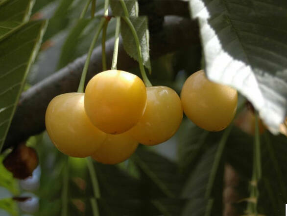  Czereśnia karłowa 'prunus avium' Drogana Żółta Z Donicy - zdjęcie główne