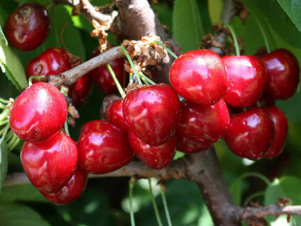  Czereśnia karłowa 'prunus avium' Van Z Donicy - zdjęcie główne