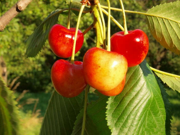  Czereśnia karłowa 'prunus avium' Vega Z Donicy - zdjęcie główne