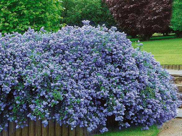  Prusznik 'Ceanothus' Niebieski - zdjęcie główne