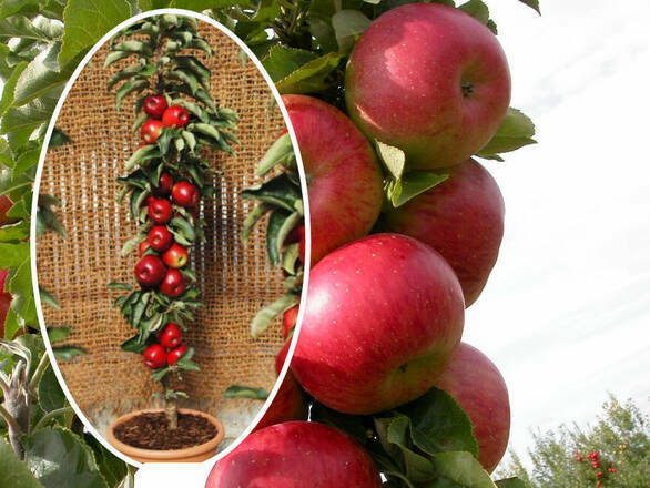  Jabłoń kolumnowa 'Malus' Rajka Z Donicy - zdjęcie główne