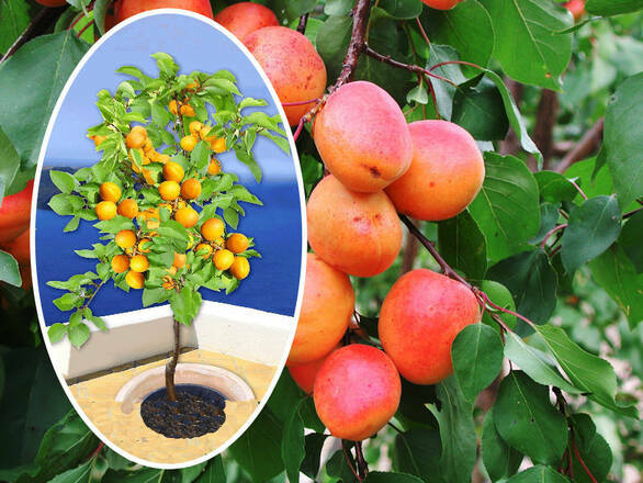  Morela kolumnowa 'Prunus armeniaca' z Białorusi Z Donicy - zdjęcie główne