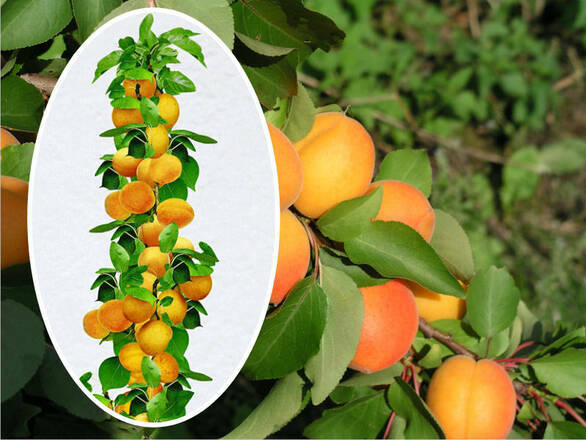  Morela kolumnowa 'Prunus armeniaca' Krojczynka Z Donicy - zdjęcie główne