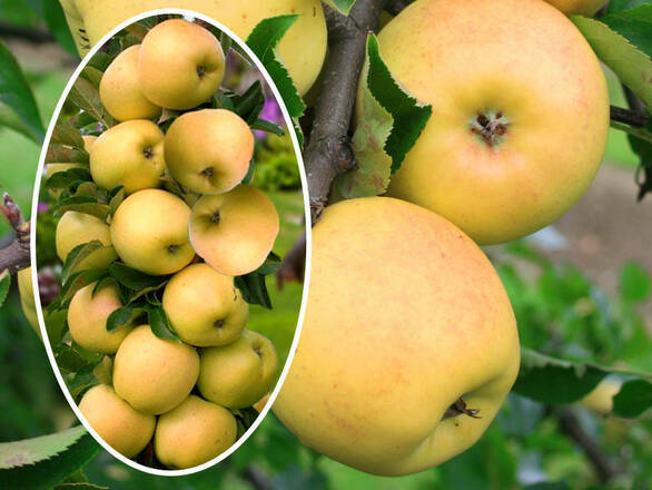  Jabłoń kolumnowa 'Malus' Ananas Z Donicy - zdjęcie główne