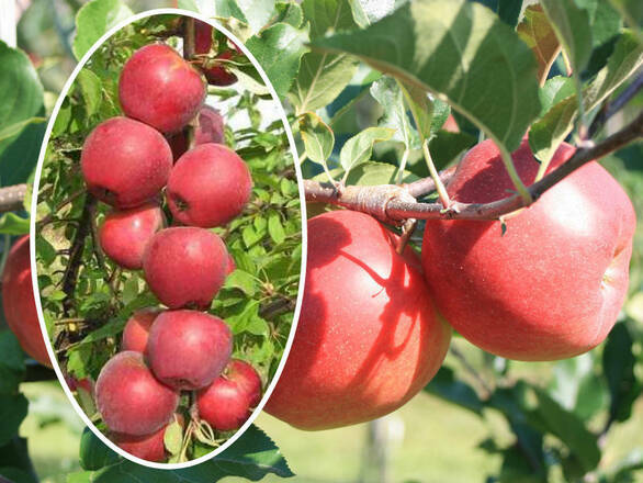 Jabłoń kolumnowa 'Malus' Close Z Donicy - zdjęcie główne