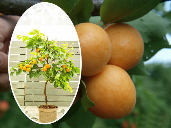Morela kolumnowa 'Prunus armeniaca' Early Orange Z Donicy - zdjęcie główne