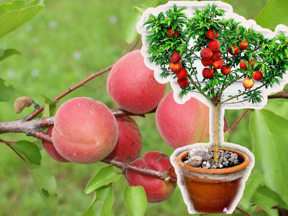  Morela kolumnowa 'Prunus armeniaca' Harcot Z Donicy - zdjęcie główne