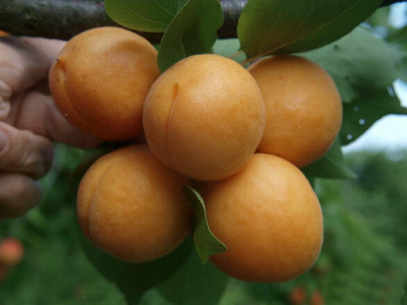  Morela karłowa 'Prunus armeniaca' Early Orange Z Donicy - zdjęcie główne