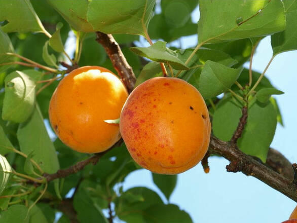 Morela karłowa 'Prunus armeniaca' Goldrisch Z Donicy - zdjęcie główne