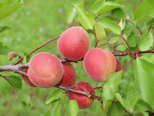  Morela karłowa 'Prunus armeniaca' Harcot Z Donicy - zdjęcie główne