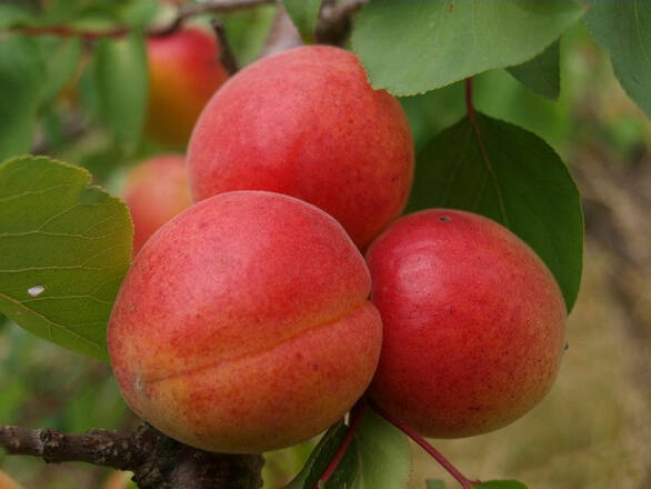  Morela karłowa 'Prunus armeniaca' Heja Z Donicy - zdjęcie główne