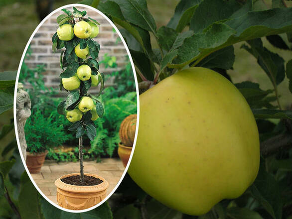  Jabłoń kolumnowa 'Malus' Golden Delicious Z Donicy - zdjęcie główne