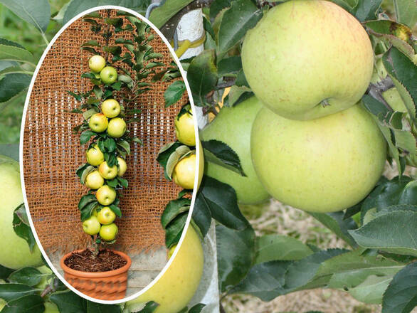  Jabłoń kolumnowa 'Malus' Miodzianka Z Donicy - zdjęcie główne