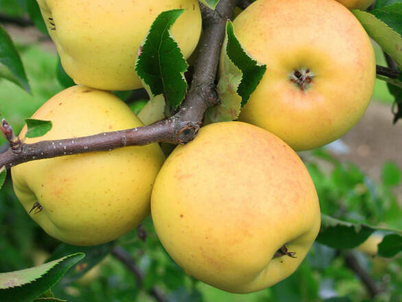  Jabłoń karłowa 'Malus domestica' Ananas Bierżycki Z Donicy - zdjęcie główne