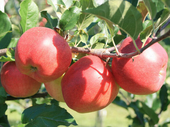  Jabłoń karłowa 'Malus domestica' Close Z Donicy - zdjęcie główne