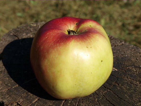  Jabłoń karłowa 'Malus domestica' Cortland Z Donicy - zdjęcie główne