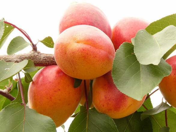 Morela karłowa 'Prunus armeniaca' Krasny Policzek Z Donicy - zdjęcie główne