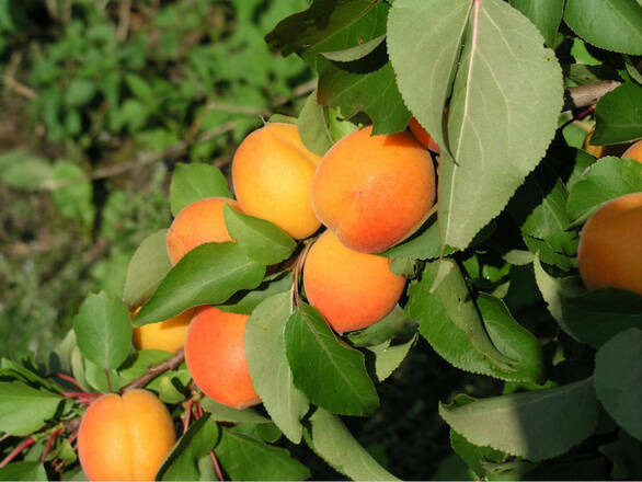 Morela karłowa 'Prunus armeniaca' Krojczynka Z Donicy - zdjęcie główne