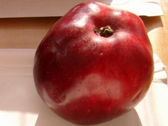  Jabłoń karłowa 'Malus domestica' Jonagored Z Donicy - zdjęcie główne
