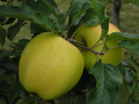  Jabłoń karłowa 'Malus domestica' Golden Delicious Z Donicy - zdjęcie główne