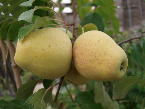Jabłoń karłowa 'Malus domestica' Mutsu Z Donicy - zdjęcie główne