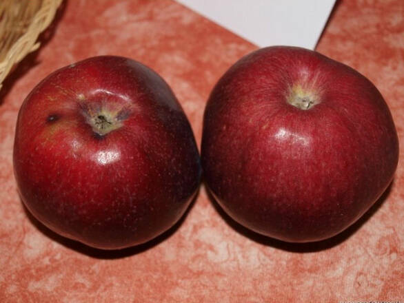  Jabłoń karłowa 'Malus domestica' Malinówka Oberlandzka Z Donicy - zdjęcie główne