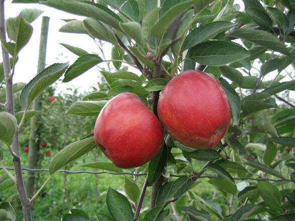  Jabłoń karłowa 'Malus domestica' Szampion Z Donicy - zdjęcie główne