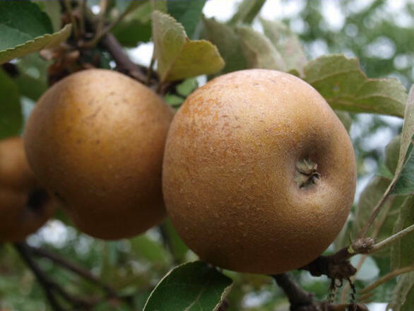 Jabłoń karłowa 'Malus domestica' Szara Reneta Z Donicy - zdjęcie główne