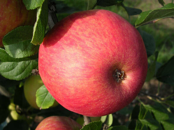 Jabłoń karłowa 'Malus domestica' Titówka Z Donicy - zdjęcie główne