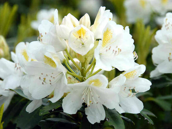 Różanecznik 'Rhododendron' Album Donica 1,5L - zdjęcie główne
