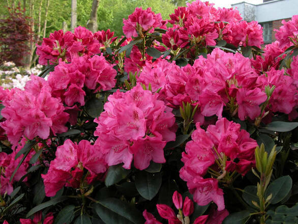  Różanecznik 'Rhododendron' Ewelyn  Donica 1,5L - zdjęcie główne