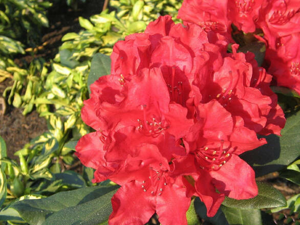  Różanecznik 'Rhododendron' Karl Neue  Donica 1,5L - zdjęcie główne