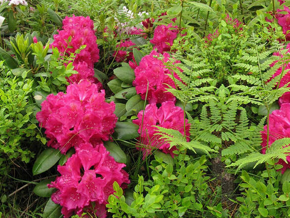  Różanecznik 'Rhododendron' Pearce's American Beauty  Donica 1,5L - zdjęcie główne