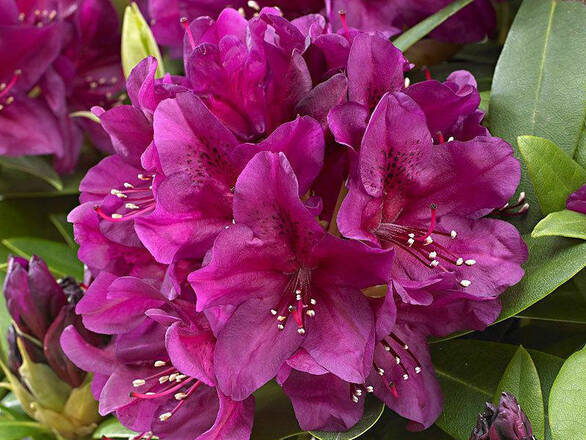 Różanecznik 'Rhododendron' Polarnacht Donica 1,5L - zdjęcie główne