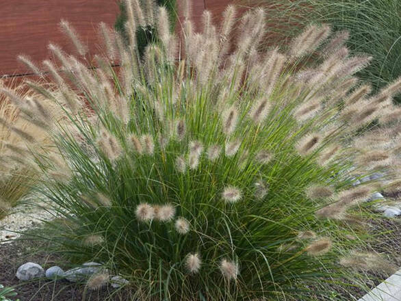  Rozplenica 'Pennisetum Alopecuroides' Little Banny P9 - zdjęcie główne