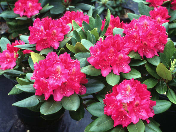  Różanecznik 'Rhododendron' Nowa Zembla  Donica 1,5L - zdjęcie główne