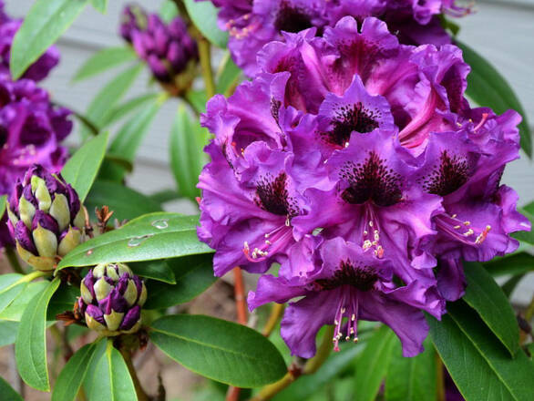 Różanecznik 'Rhododendron' Purple Splendour Donica 1,5L - zdjęcie główne